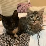 Oliver & Carlos Joyner - @hungieboyz123 - Instagram