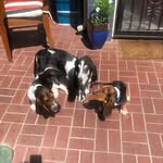 Ellin Oliver Keene - @charlie_and_maggie_bassets - Instagram