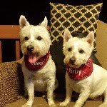 Oliver and Kirby - @westiesofmalvern - Instagram
