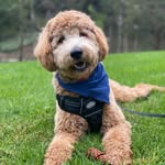 Oliver Charles Kirby - @goldendoodle_oliverthecutie - Instagram