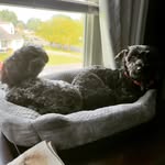Oliver the Toy Poodle & Kirby the Doxiepoo - @oliver_and_kirby - Instagram