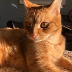 Timmy Long Jhon Oliver Kirby - @timmy_the_rescue_tabby - Instagram