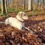 Oliver Kroll - @kroll527 - Instagram