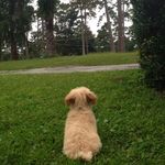 Oliver Kroll - @by.golly.its.ollie - Instagram