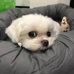 Oliver Lam - @_oliverlam - Instagram