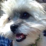 Oliver Clio Langley - @ollie.dog3 - Instagram