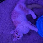 Oliver Lanham - @oliver.shmaliver - Instagram