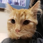Oliver Larson - @oliver_the_orange_orphan - Instagram