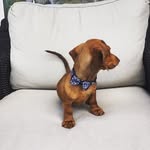 Oliver Larson - @wiener_police - Instagram