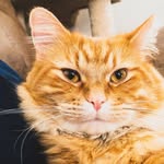 Oliver Larson - @oliverlarsoncat - Instagram