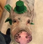 Oliver le Pig - Facebook