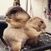 Leo and Oliver - @leo_and_oliver_the_pdogs - TikTok