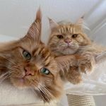 Oliver & Lilly 🐾 - @mainecoon_oliver_lilly - Instagram