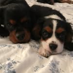 Oliver & Lilly Kelly 🐶 - @kingoliver_and_queenlilly - Instagram