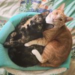 Oliver and Lilly - @oliver.and.lilly - Instagram