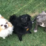 Oliver, Lilly, & Nash💛 - @1pitand2chihuahuahs - Instagram