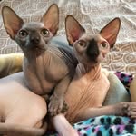 Oliver&Lilly - @oliver_lilly_sphynx - Instagram