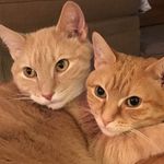 Oliver&Lilly - @_two_orange_cats - Instagram