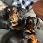 Oakley & Oliver Lowery - @tailsofoakandollie - Instagram