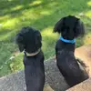 Oakley & Oliver Lowery - @tailsofoakandollie - TikTok