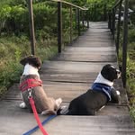 Oliver & Luke - @oliverluke_shihtzu - Instagram