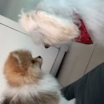 Oliver, Luke, Madalena e Luís Logan Bione - @loliloganlukemadah - Instagram