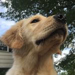 Oliver MacDonald Olsen - @goldenretrieverollie - Instagram