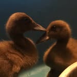 Oliver & Mack - @oliver.and.mack - Instagram