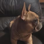 Oliver Mack - @olliemackthefrenchie - Instagram
