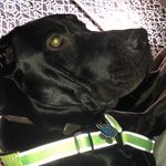 Oliver Mackenzie Ortega - @ollivertheblacklab - Instagram