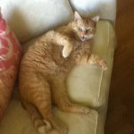 Oliver Mackey - @oliver_meowmix - Instagram