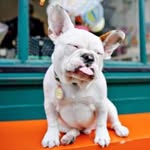 Oliver McButterpants - @je_mappelle_oliver - Instagram