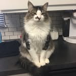Oliver 🐈 - @oliver.mclaughlin_ - Instagram