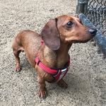 Oliver McLaughlin - @oliverthesausagedog - Instagram