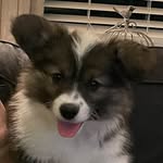 Oliver McLaughlin - @oliver.the.fluffy.corgi - Instagram
