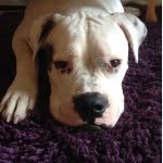 Oliver Boniccini McLean - @olliethebully - Instagram