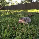 Oliver McLean - @olliethehedgie101 - Instagram