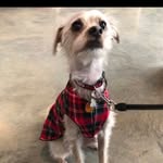 Puppa - @oliver_mclean_17 - Instagram