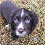 Oliver Meadows - @oliver_the_englishcocker - Instagram