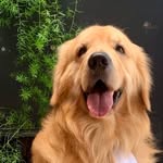 Oliver_Golden - @olivermiranda_goldenretriever - Instagram