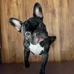 Oliver Monroe - @smitten_with_ollie - Instagram