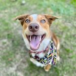 oliver monroe - @bordercoliver - Instagram