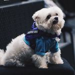 Oliver Monroe Bourke - @ollietheservicedog - Instagram
