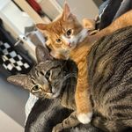 Oliver & Montgomery - @oliver.and.monty - Instagram