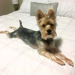 Oliver Montgomery - @oliverthegiantyorkie - Instagram