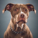 Oliver Montgomery Grey - @labradorabull - Instagram