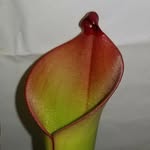 Oliver Morrison - @oliversplants - Instagram