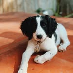 Oliver + Company - @aspringernamedoliver - Instagram
