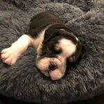 Oliver Nash - @olivernashbulldog - Instagram