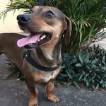 𝑶𝒍𝒊𝒗𝒆𝒓•𝑵𝒊𝒏𝒂❥🐶🐾 - @ninaa_olliver - Instagram